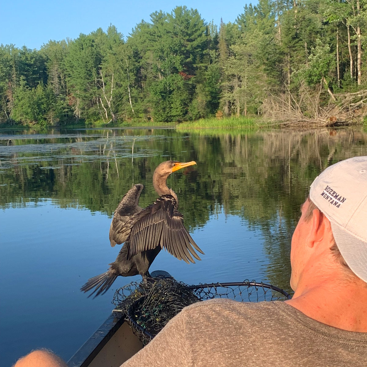 Sam and the Cormorant